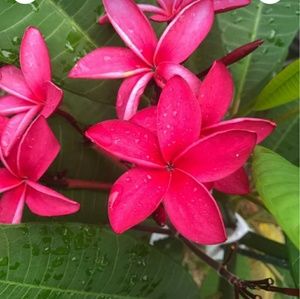 Meet your Posher, Guerty